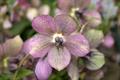 christmas rose